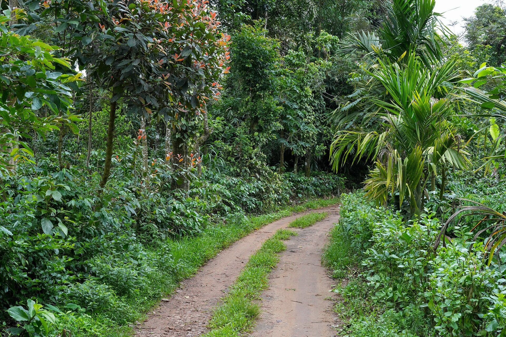 Bangalore → Coorg