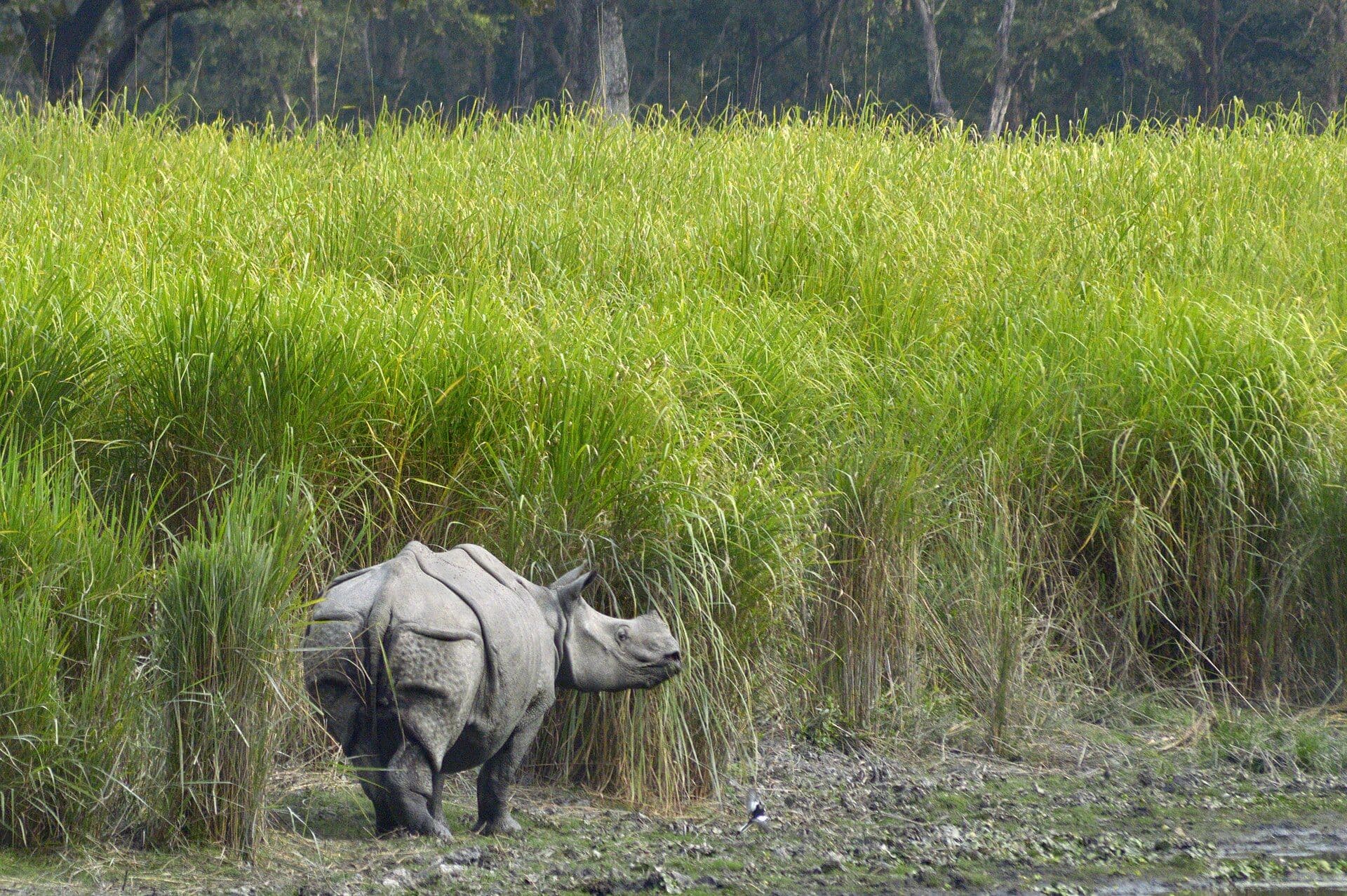 Assam